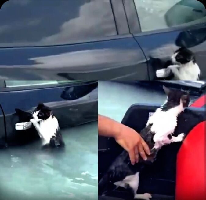(ویدئو) صحنه تاثیرگذار و باورنکردنی تلاش یک گربه برای غرق نشدن در سیل دبی / باهوش ترین گربه دنیا