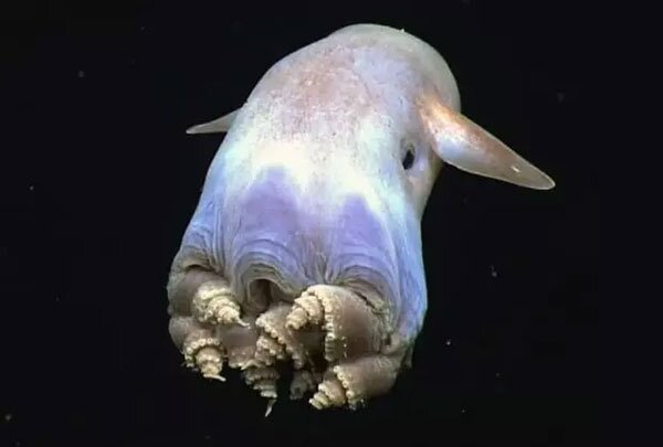 اختاپوس دامبو (Grimpoteuthis)