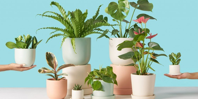 (تصاویر) زیباترین گیاهان آپارتمانی که به مراقب زیادی نیاز ندارند/ دلت میخواد خانه شاد و دلباز داشته باشی؟