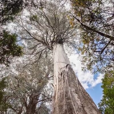 (ویدئو) 5 تا از عظیم‌ترین درخت‌های روی کره زمین که عمرا باور کنید!!