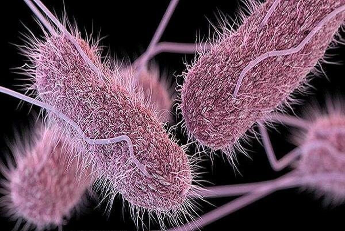 باکتری‌ هایی که به خون انسان تشنه هستند! / این باکتری ها انسان را شدیدا از پا در می آورند!