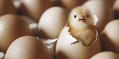 ویدئوی وحشتناکی از تولید تخم مرغ در کارخانه به روش صنعتی و بدون دخالت مرغ