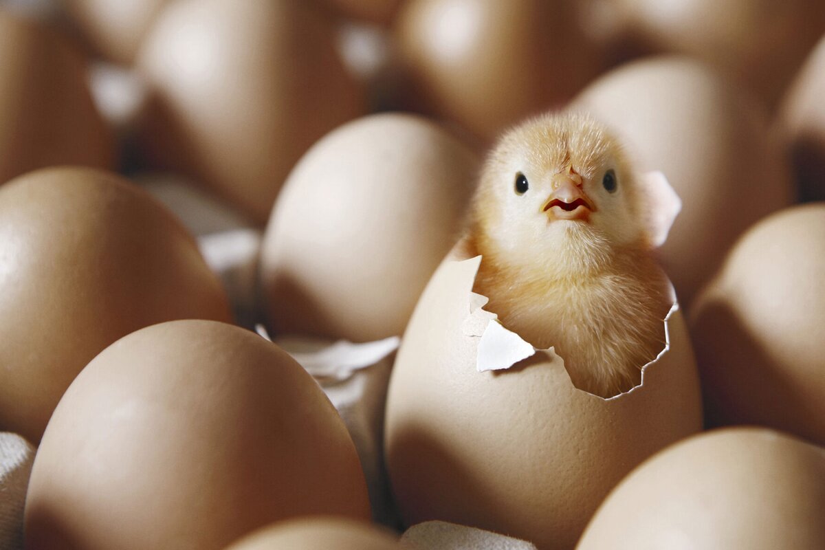 ویدئوی وحشتناکی از تولید تخم مرغ در کارخانه به روش صنعتی و بدون دخالت مرغ