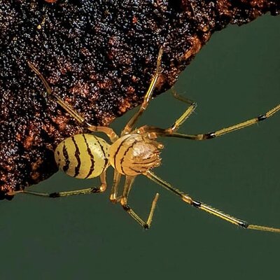 تصاویر منتشر شده از عنکبوت های عجیب و باورنکردنی دنیا