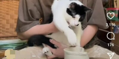 (ویدئو) اثر هنری گربه هنرمند یک دختر سفالگر غیرایرانی کاربران را ذوق زده کرد