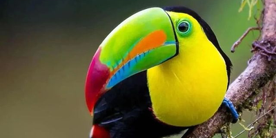 (عکس) خارق العاده ترین پرندگان رنگارنگ و کمیاب دنیا / واقعا عین افسانه ها میمونن 😍