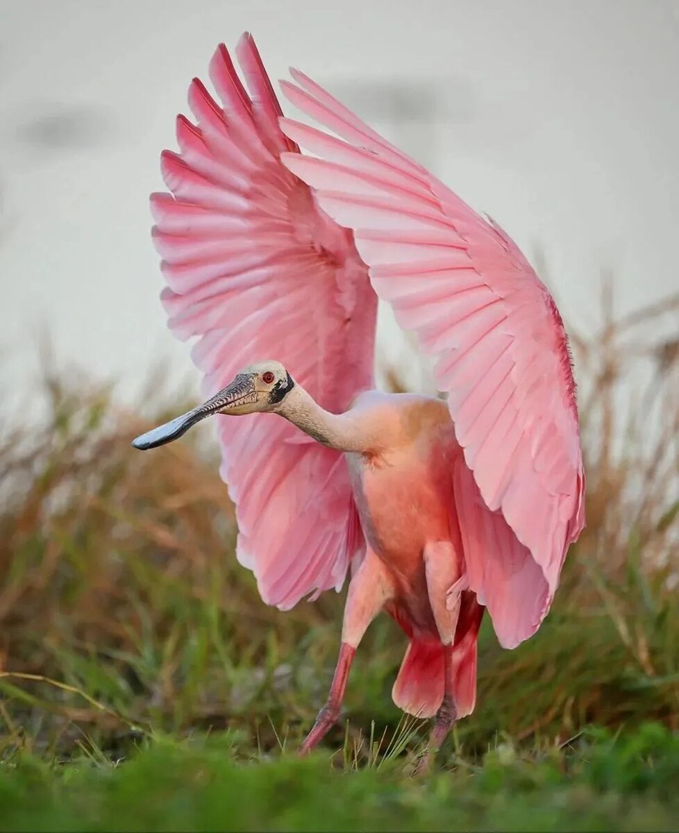 فیلم دیده نشده از کمیاب ترین پرنده دنیا در حال حمام کردن/ میدانستید خلیج فارس زیستگاه این پرنده کمیاب جهانیست؟