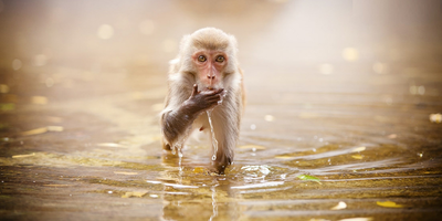 سفرت حیرت‌انگیز میمون‌ها در 34 میلیون سال قبل /  قایق سواری تا آمازون!