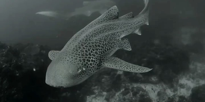 (ویدئو) عجیب ترین موجود در اعماق اقیانوس که حتی تصورش را هم نمی کنید