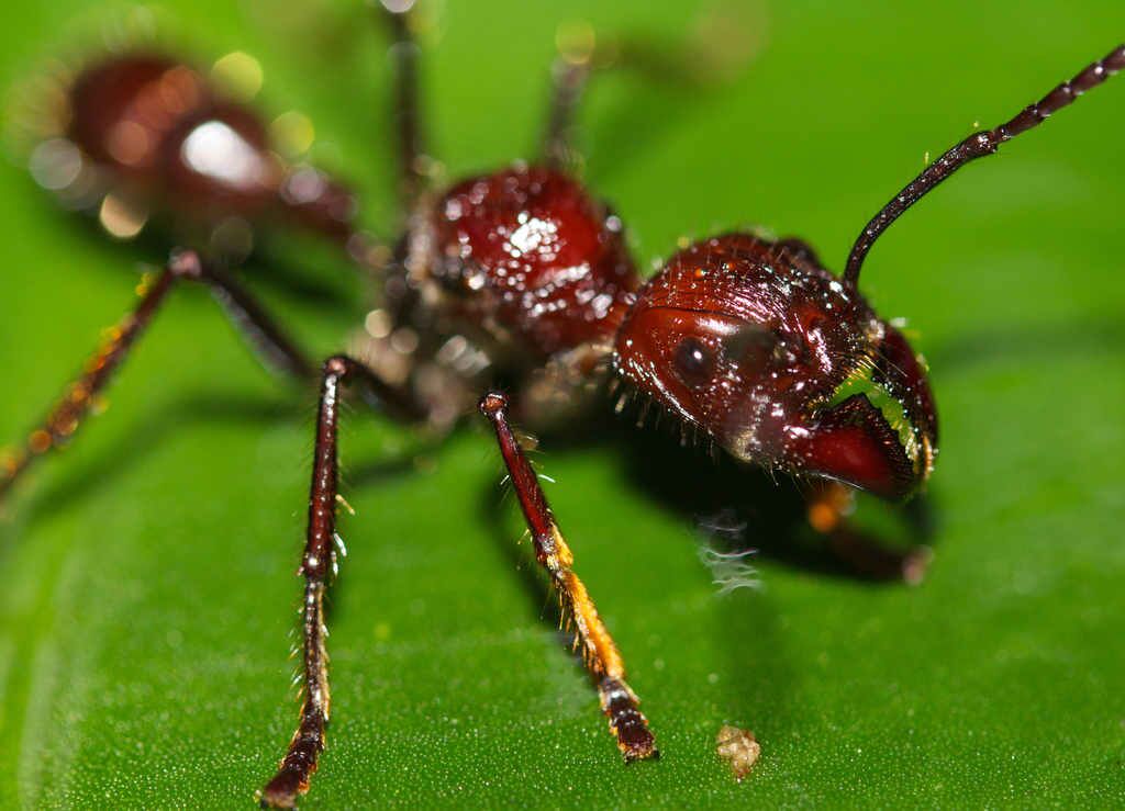 ببینید||دردناکترین گزش حشرات متعلق به این مورچه ها است!/ مورچه ای که با نیشش دردی برابر با برخورد گلوله تولید میکند!