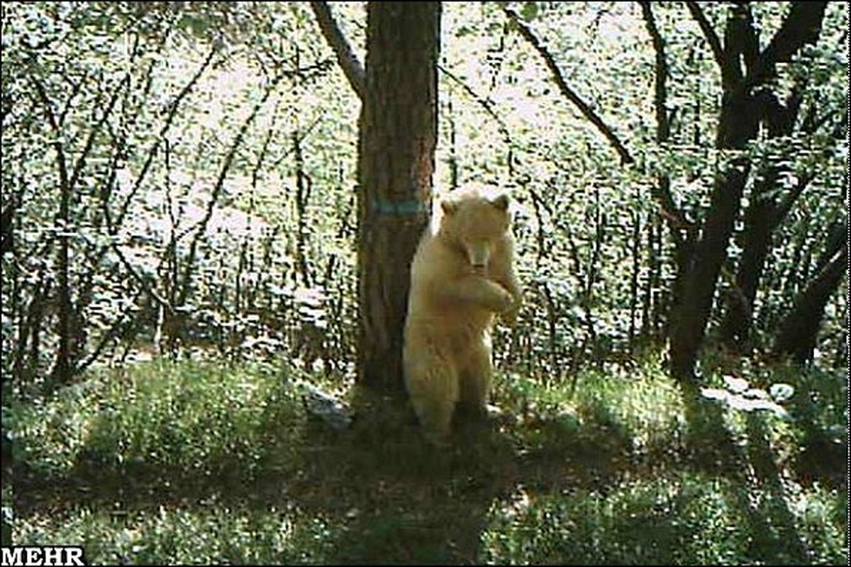 (ویدیو)بد شانس ترین خرس بر روی زمین!!!/ حقایقی تلخ از سرگذشت زندگی نژاد خرس قهوه ای که سفید بود!!
