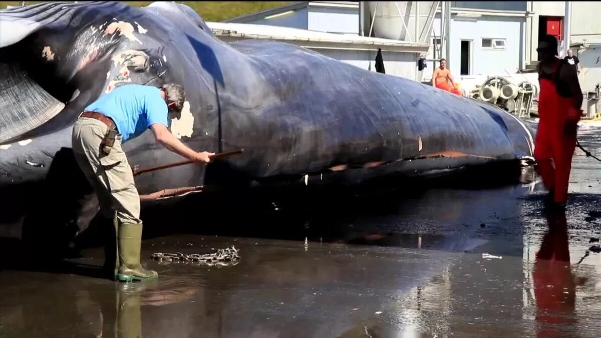 (فیلم) عجیب ترین صید متعلق به یک نهنگ غول پیکر 36 تنی توسط ماهی‌گیران نروژی است /عظمت نهنگ باورنکردنیه 😱