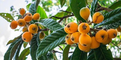 میوه ای سرشار از پتاسیم مفید برای تقویت‌ مغز / حافظه قوی و ذهن فعال با این میوه باورنکردنی