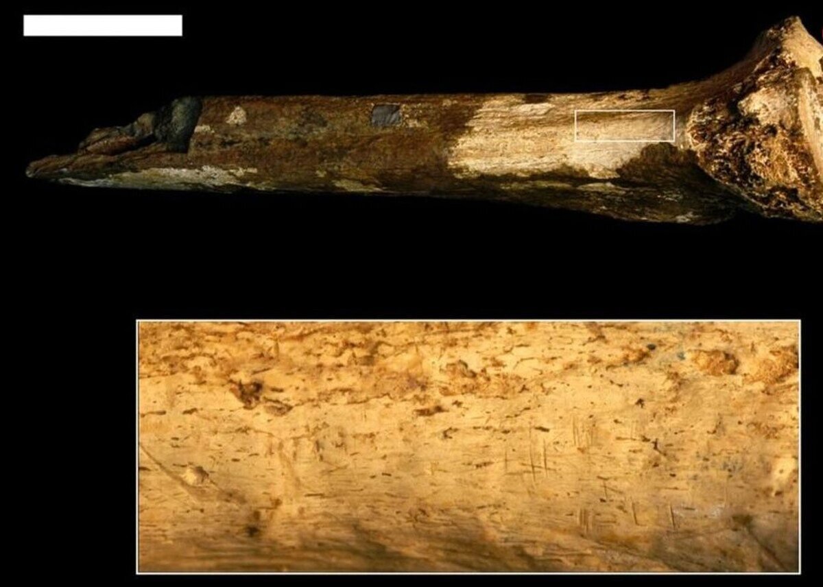 (عکس) کشف قدیمی‌ترین مدرک آدم‌خواری با قدمت 1.5 میلیون سال