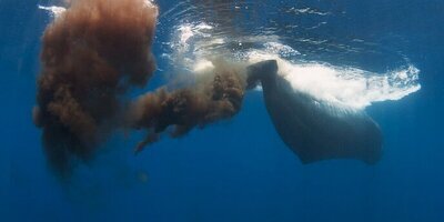 آیا می دانستید مدفوع نهنگ می تواند دنیا را از نابودی نجات دهد؟!