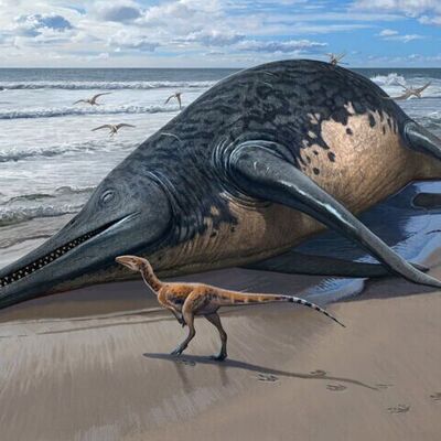 کشف حیرت انگیز موجودی خیلی بزرگ‌ تر از نهنگ / محل زندگی این جانور غول پیکر کجاست؟!