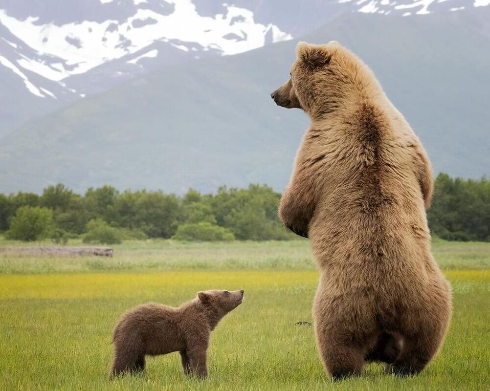 (ویدئو) شکار لحظه ای عجیب و زیبا از یک توله خرس در کنار مادرش / با عکاس داره بای بای میکنه 😍