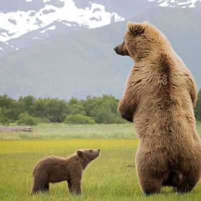 (ویدئو) شکار لحظه ای عجیب و زیبا از یک توله خرس در کنار مادرش / با عکاس داره بای بای میکنه 😍