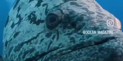 (فیلم) تصاویر ضبط شده از ماهی عجیب با آرواره‌های دیدنی در کف اقیانوس