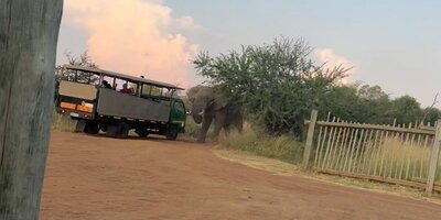 (فیلم) لحظه عجیب و باورنکردنی بلند کردن کامیون گردشگران توسط یک فیل غول پیکر