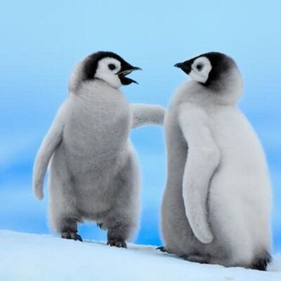 ویدئویی از رفتار عجیب پنگوئن ها با جوجه هایشان کاربران مجازی را حیرت زده کرد!