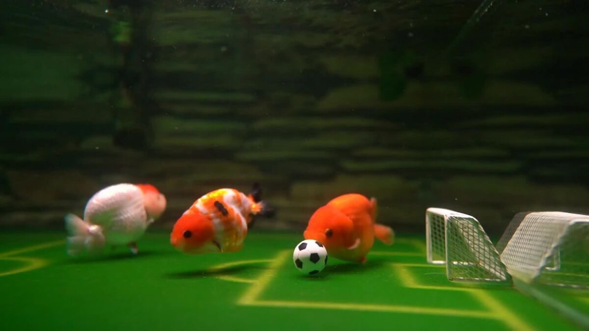 (ویدیو) جالب ترین تبلیغ آکورایوم!/ ماهی هایی ک در کف آکواریوم فوتبال بازی میکنند!