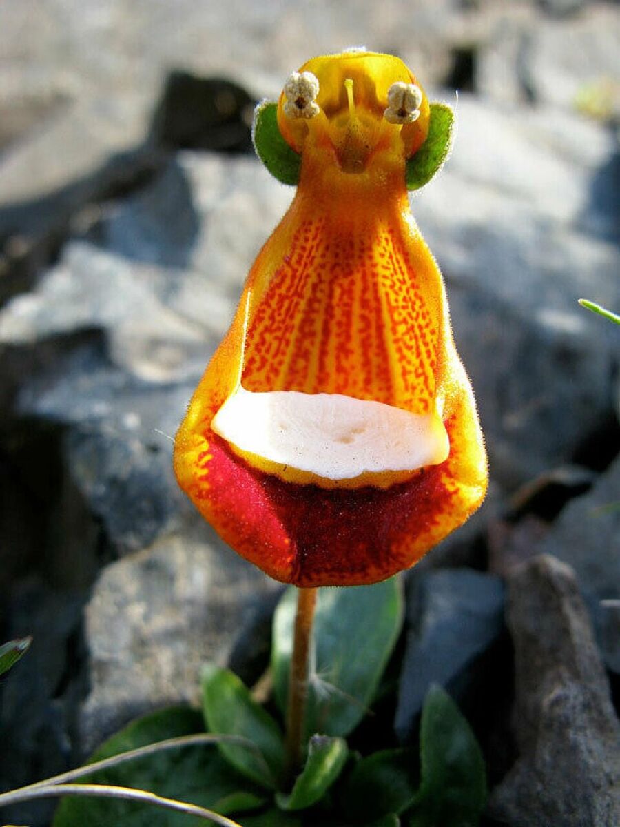 گل عجیب