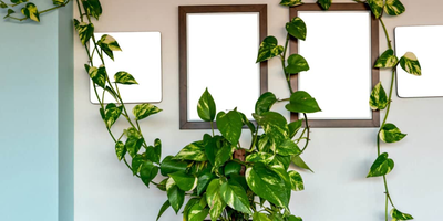 (ویدئو) یک ایده بینظیر برای زیبایی بخشیدن به خانه با  چسباندن شاخه گیاهان بدون وارد کردن آسیب به دیوار/ با پتوس دیوار سبز بساز!