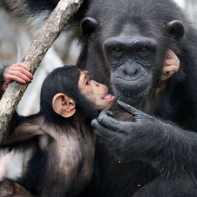 (فیلم) حسادت دیدنی یک شامپانزه به بچه یک خانم / بچشو آورده میگه ببین منم بچه دارم😂