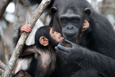 (فیلم) حسادت دیدنی یک شامپانزه به بچه یک خانم / بچشو آورده میگه ببین منم بچه دارم😂
