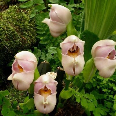 (عکس) عجیب ترین گیاهان دنیا که باور نمی کنید واقعی باشند / گل خنده دار هم ندیده بودیم که دیدیم 😂